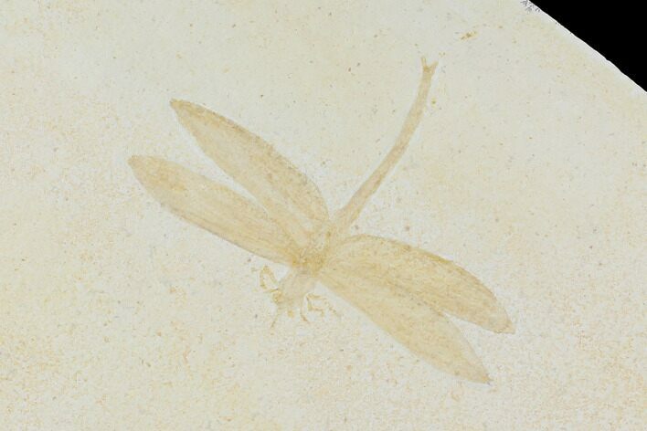 Fossil Dragonfly (Mesuropetula) - Solnhofen Limestone #132722